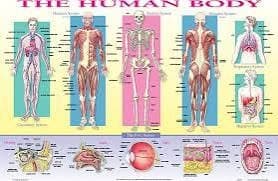 Castle Toys Human Body Placemat